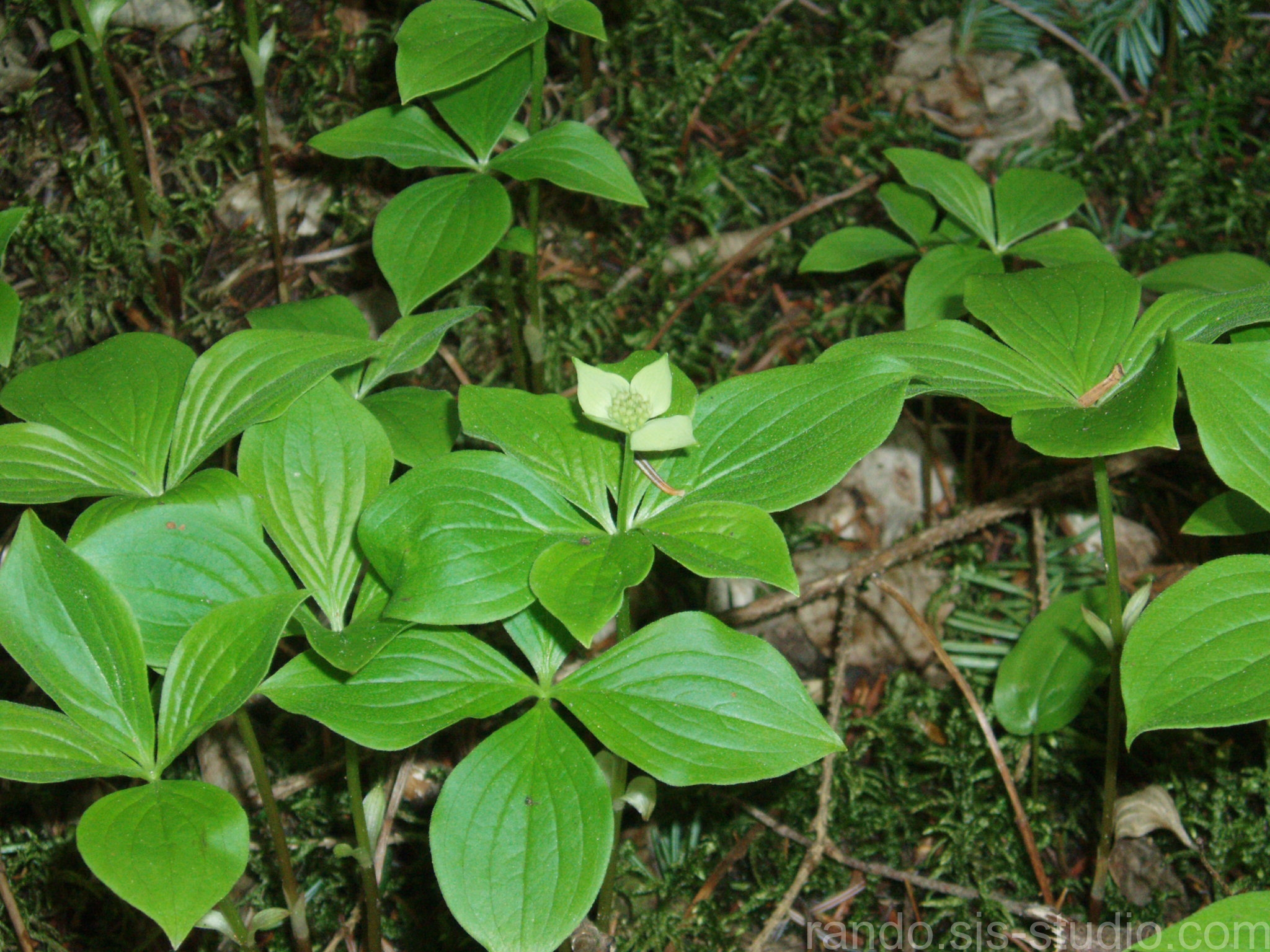 Fleur